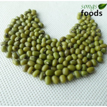 Chinese Cheap Price Green Mung Beans Buyers